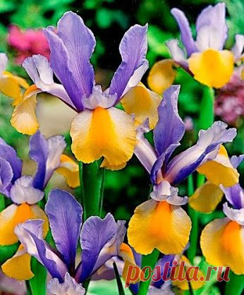 EVERY KIND OF FLOWERS – Сообщество – Google+