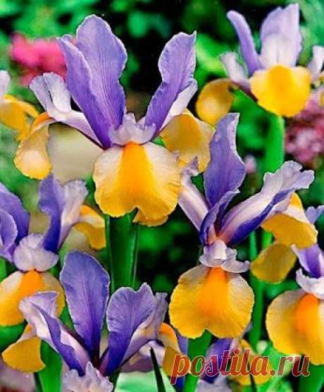 EVERY KIND OF FLOWERS – Сообщество – Google+