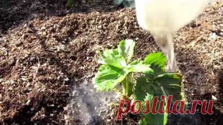 Первая подкормка КЛУБНИКИ весной .The first top dressing STRAWBERRIES in the spring.