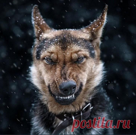 Эмоциональные животные в портретах Сергея Полюшко В эпоху социальных сетей и смартфонов, которые всегда под рукой, у каждого из нас есть, фотографии белок из городских парков и дворовых котов из подворотен. Но они мало кого впечатляют. Однако, это ут...