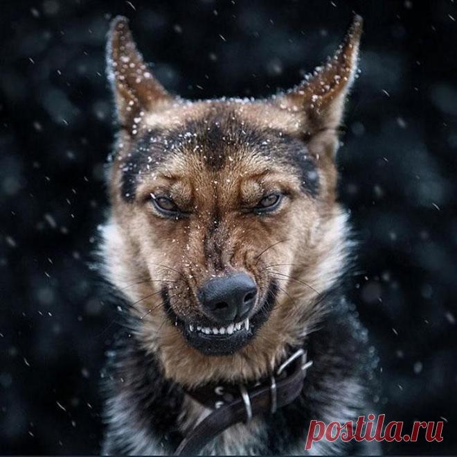 Эмоциональные животные в портретах Сергея Полюшко В эпоху социальных сетей и смартфонов, которые всегда под рукой, у каждого из нас есть, фотографии белок из городских парков и дворовых котов из подворотен. Но они мало кого впечатляют. Однако, это ут...