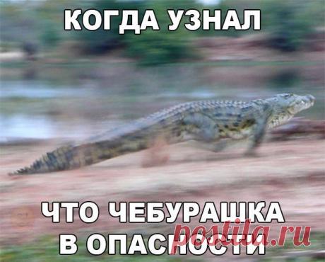 Прикольные картинки с надписями ржачные