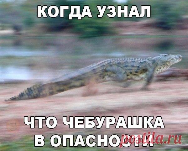 Прикольные картинки с надписями ржачные