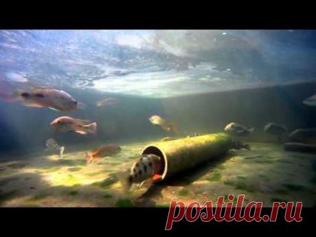 Жизнь африканских цихлид в их естественной среде - Страница 2 - Африка - Аквариумистика в Узбекистане