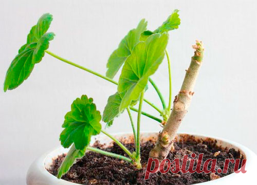 Герань: уход в домашних условиях, фото, видео