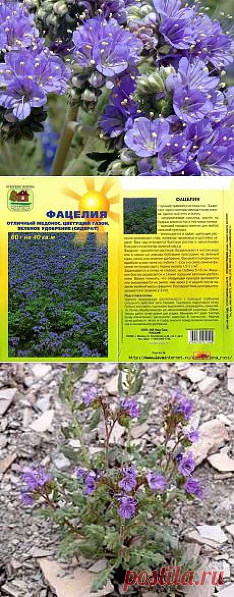 Чем хороша фацелия как сидерат?.