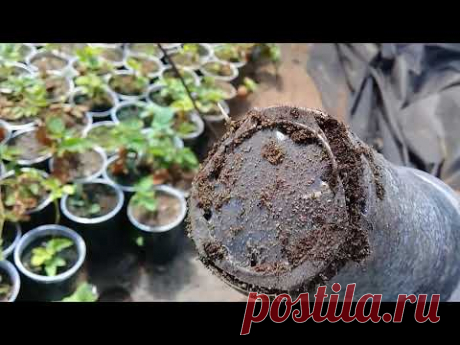 Как мы выращиваем и размножаем малину .