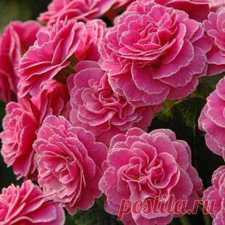 Primula 'Romance' (Primrose)