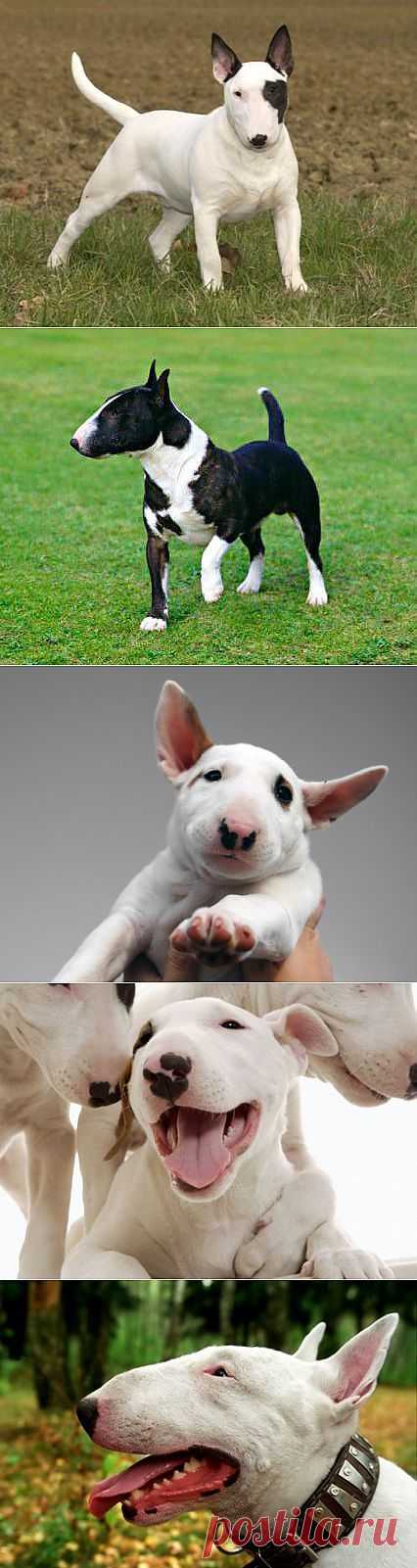Бультерьер - фото, описание породы, стандарты, щенки | Animal.ru
