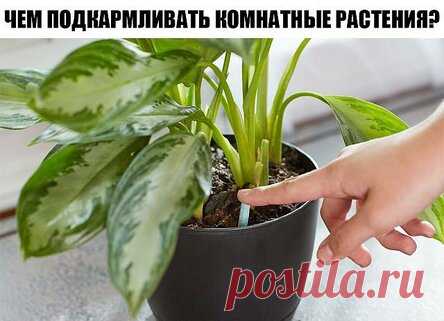 Чем подкармливать комнатные растения?