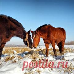 Саввин день