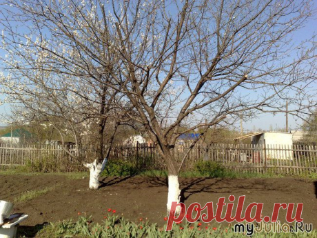 Весенний уход за садом: основные советы: Сад, огород и дача - женская социальная сеть myJulia.ru