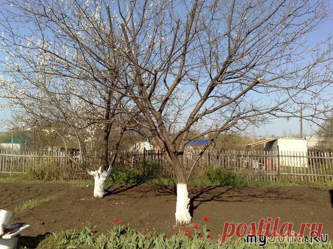 Весенний уход за садом: основные советы: Сад, огород и дача - женская социальная сеть myJulia.ru