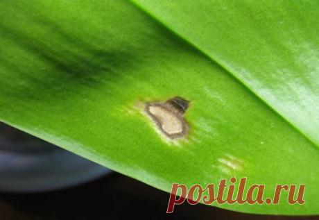 Почему появляются коричневые, желтые, белые и черные пятна на листьях орхидеи?