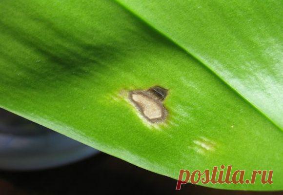 Почему появляются коричневые, желтые, белые и черные пятна на листьях орхидеи?