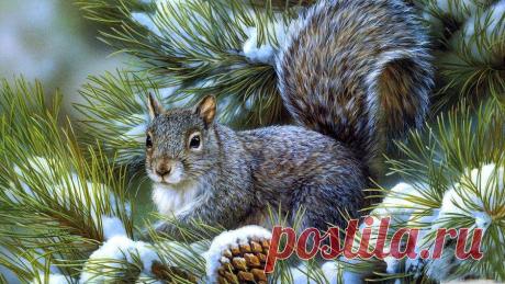 Белка красавица.