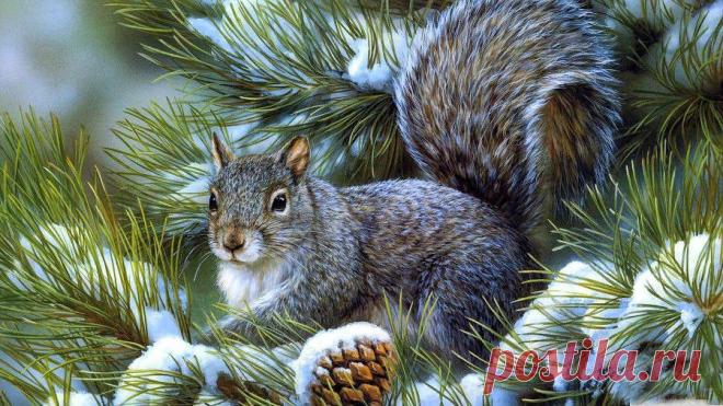 Белка красавица.