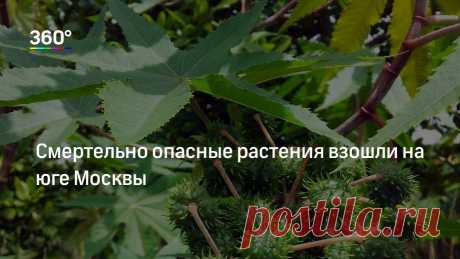 Смертельно опасные растения взошли на юге Москвы Жительница столичного района Чертаново Южное обнаружила, что в бетонных вазах на улице Россошанской появились молодые побеги клещевины, сообщил сайт радиостанции «Говорит Москва». Все части растения с…