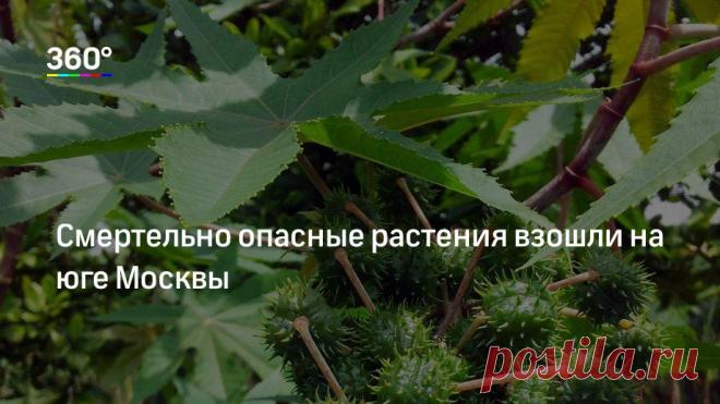 Смертельно опасные растения взошли на юге Москвы Жительница столичного района Чертаново Южное обнаружила, что в бетонных вазах на улице Россошанской появились молодые побеги клещевины, сообщил сайт радиостанции «Говорит Москва». Все части растения с…
