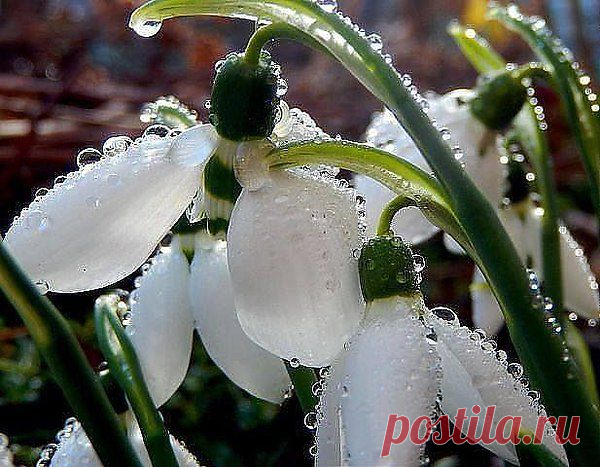 ПОДСНЕЖНИКИ,,,