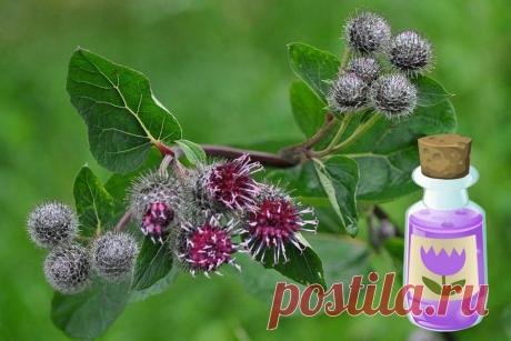 Как приготовить репейное масло в домашних условиях и как применять Репейное масло незаменимо для ухода за волосами, кожей лица и рук. Сделайте его сами из экологически чистых составляющих!