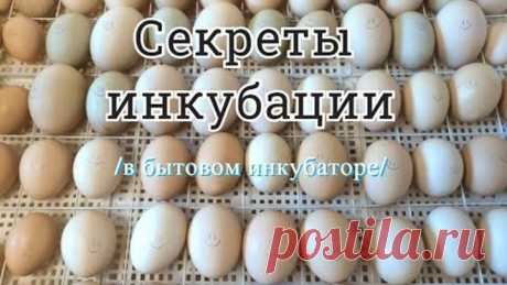 Режим инкубации утят и цыплят//Закладываем новую партию яиц//Секреты инкубации