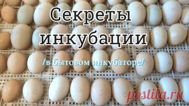Режим инкубации утят и цыплят//Закладываем новую партию яиц//Секреты инкубации