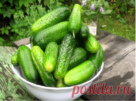 Шесть секретов урожайности огурцов