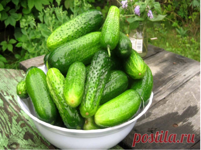 Шесть секретов урожайности огурцов