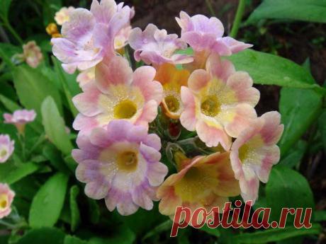 примула