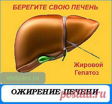 Ожирение печени: почему возникает жировой гепатоз |