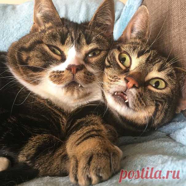 Скажите «Чииз!» или Когда красивая фотосессия не удалась… | Мур ТВ