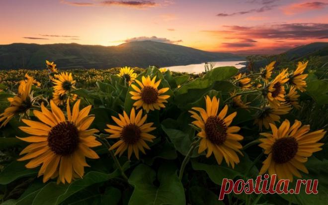 Обои подсолнухи, закат, поле, горы, озеро, скачать обои, фото и картинки бесплатно