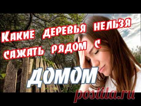 ➤ Какие деревья нельзя сажать рядом с домом ➤ Нельзя садить возле дома ➤ Вредные деревья ➤