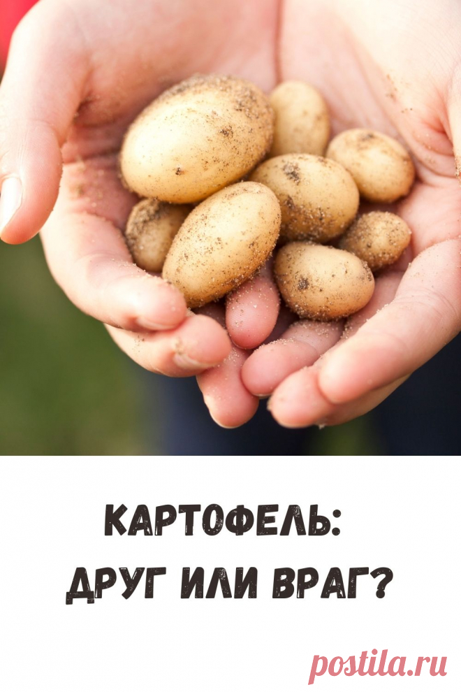 Так ли страшна картошка? Узнайте из статьи