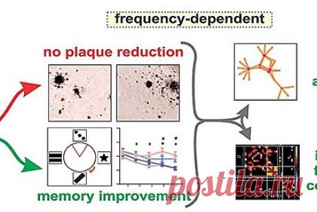 Обнаружен новый способ борьбы с болезнью Альцгеймера. Ученые Квинслендского университета в Австралии обнаружили новый способ борьбы с ухудшением когнитивных функций во время болезни Альцгеймера. В экспериментах ультразвук на высоте один мегагерц оказывал прямое воздействие на нейроны, повышая пластичность и улучшая функционирование мозговых сетей.