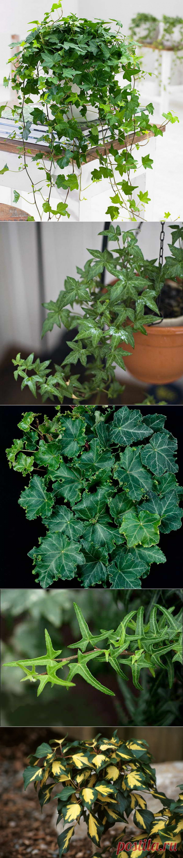 Плющ обыкновенный посадка и уход в домашних условиях Плющ обыкновенный размножение Фото сортов