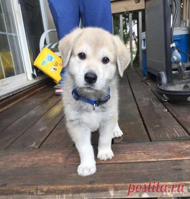 Щенки-метисы, которые взяли от своих родителей только лучшее / Питомцы