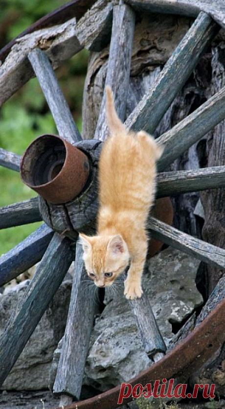 Gatito husmeando. |
