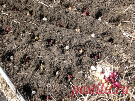 Что не забыть сделать садоводу в ноябре?