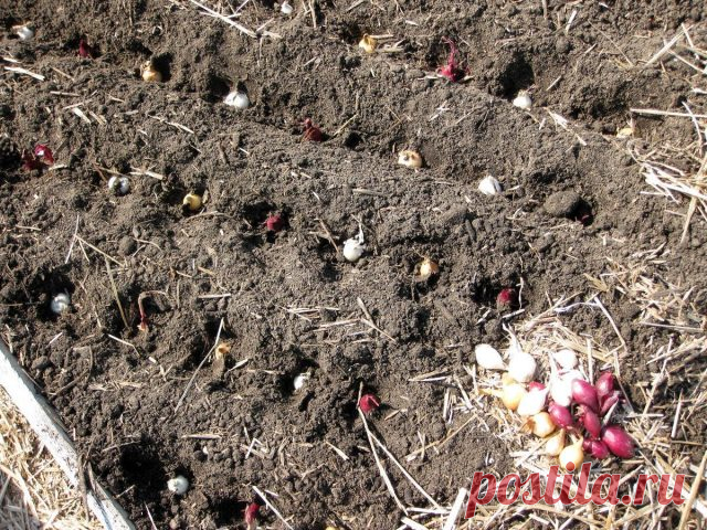 Что не забыть сделать садоводу в ноябре?