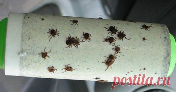 Используй этот хитрый трюк, чтобы не стать жертвой клещей! Чувствую себя в безопасности на природе   У теплых летних и весенних деньков есть только один минус — противные насекомые, которые так и жаждут пробежаться по тебе или укусить. Особую опасность представляют клещи. Если ты любишь активный отдых и проводишь много времени на свежем воздухе или по выходным выезжаешь на пикник с семьей, то есть вероятность вернуться с этими гадами на своем теле.  Для того чтобы