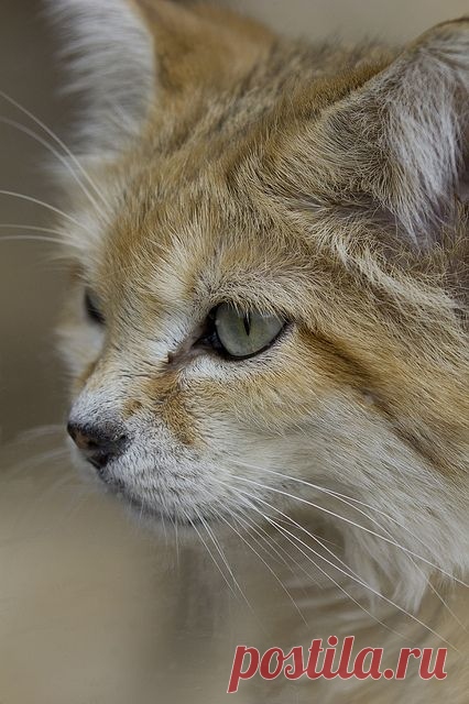 Sand cat by Jason Brown