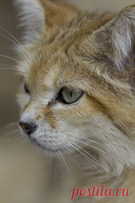 Sand cat by Jason Brown