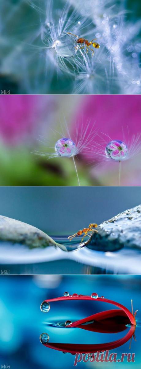 (+1) тема - Волшебный макромир | ЛЮБИМЫЕ ФОТО