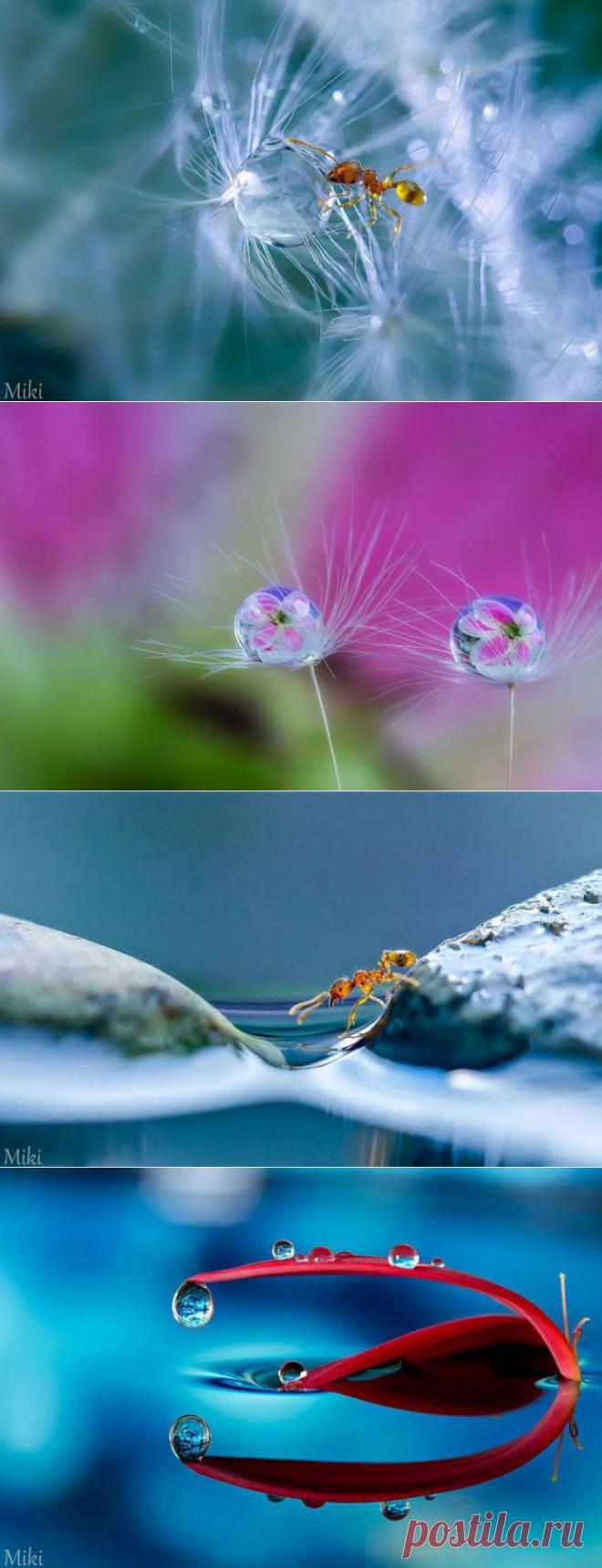 (+1) тема - Волшебный макромир | ЛЮБИМЫЕ ФОТО