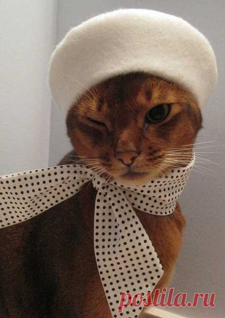 Стильные котики)