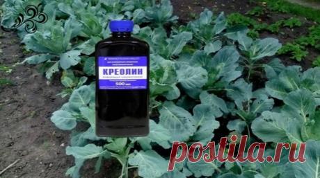 Креолин из ветаптеки — настоящая находка от слизней, муравьев и блошки

НА ЗАМЕТКУ. Несмотря на то, что это ветпрепарат, креолин отлично избавляет и от грибка ногтей. Им смазывают ноготь на ночь, завязывают бинтиком.

Креолин издавна использовали в качестве дезсредства, раствором обрабатывали помещения, если у домашних животных обнаруживалась какая-то заразная болезнь.

Если уши у собак или ноги коров ели мухи, то при смазывании креолином эта проблема походила за пару дней...