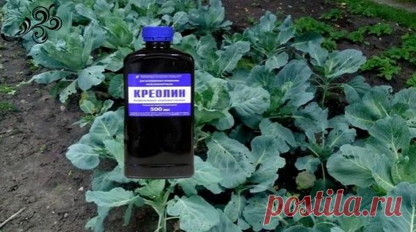 Креолин из ветаптеки — настоящая находка от слизней, муравьев и блошки

НА ЗАМЕТКУ. Несмотря на то, что это ветпрепарат, креолин отлично избавляет и от грибка ногтей. Им смазывают ноготь на ночь, завязывают бинтиком.

Креолин издавна использовали в качестве дезсредства, раствором обрабатывали помещения, если у домашних животных обнаруживалась какая-то заразная болезнь.

Если уши у собак или ноги коров ели мухи, то при смазывании креолином эта проблема походила за пару дней...