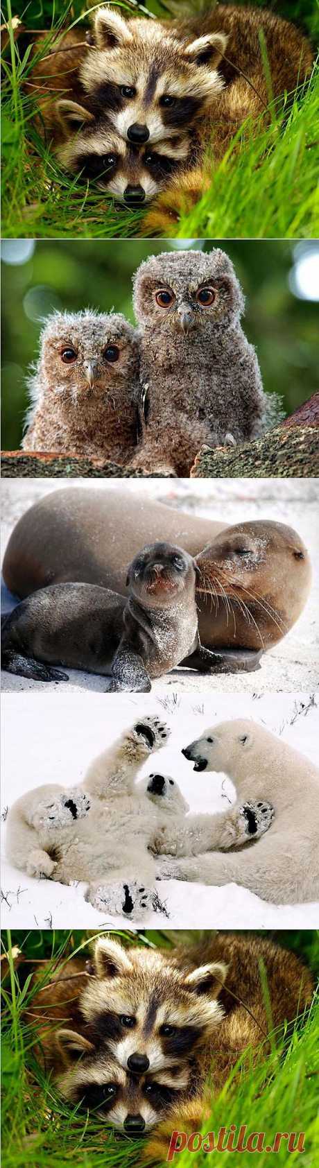 Мир животных: Вдвоем :: NoNaMe